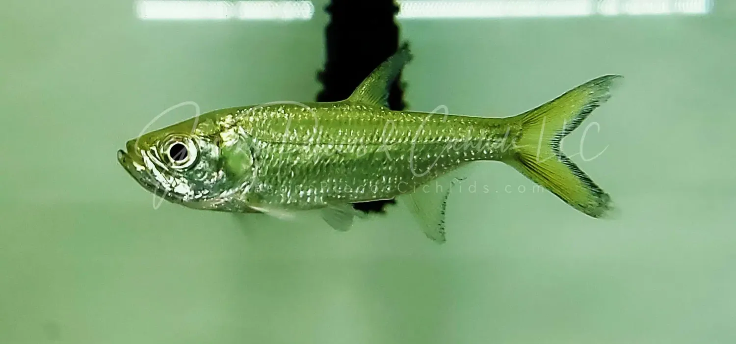 Atlantic Tarpon - (Megalops atlanticus)