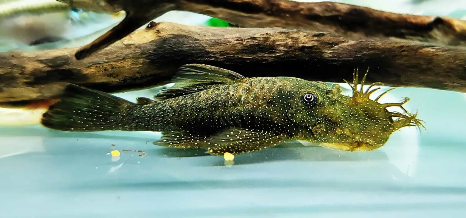 L180 Eclipse Bristlenose - (Ancistrus sp.)
