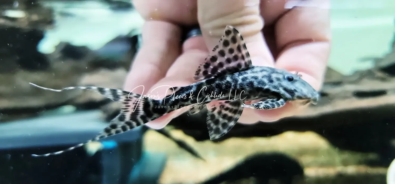 L351 Sachamama Pleco - (Panaqolus sp.)