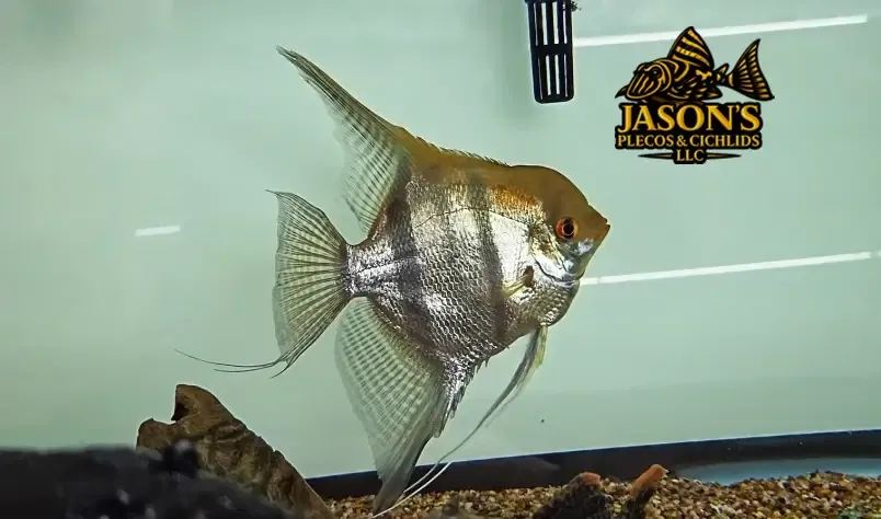 Rio Nanay Peru Altum Angelfish - (Pterophyllum scalare)