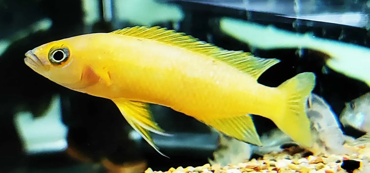 Lemon Cichlid - (Neolamprologus leleupi)