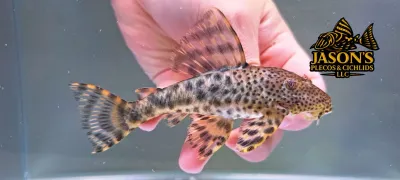 L205 Andes Tiger Pleco - (Peckoltia sp.) L205 Andes Tiger Pleco - (Peckoltia sp.)