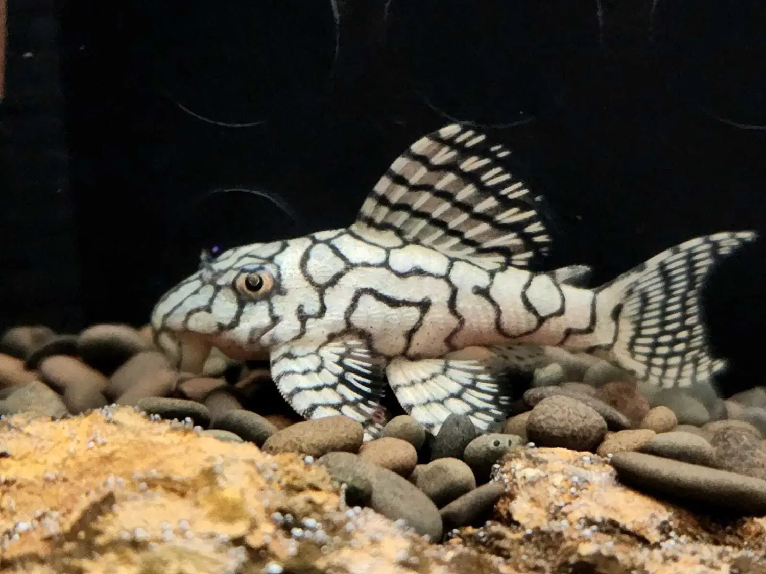 L333 Super Xingu - (Hypancistrus Seideli)