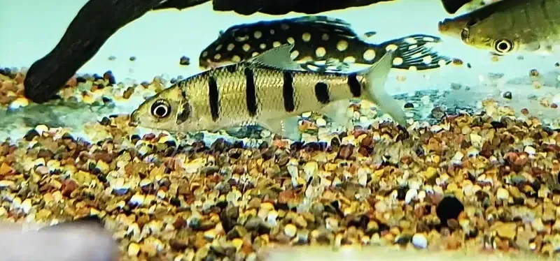 Iridescent Rainbow Barb - (Acrossocheilus iridescens)