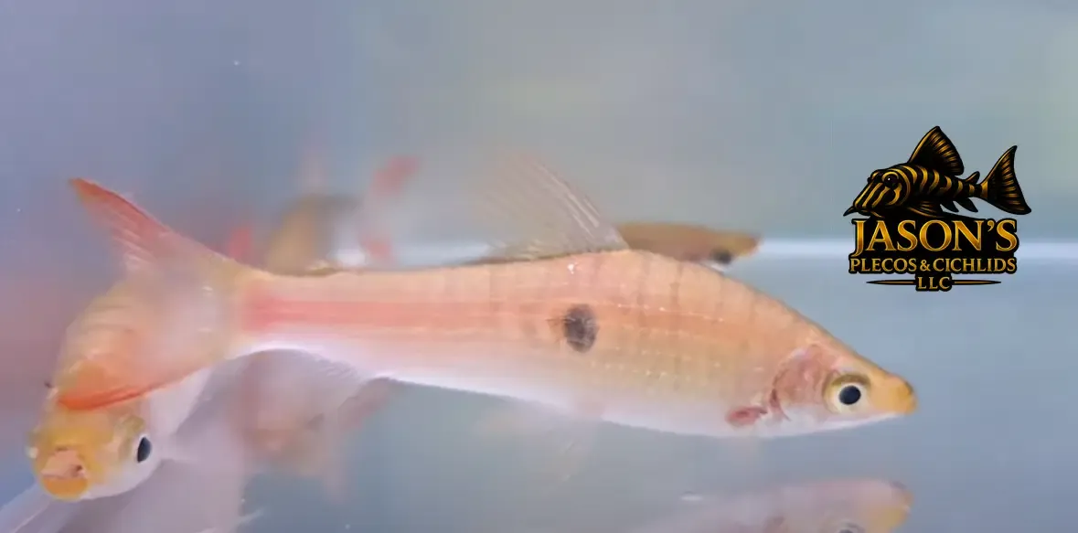 Threespot Headstander - (Pseudanos trimaculatus)