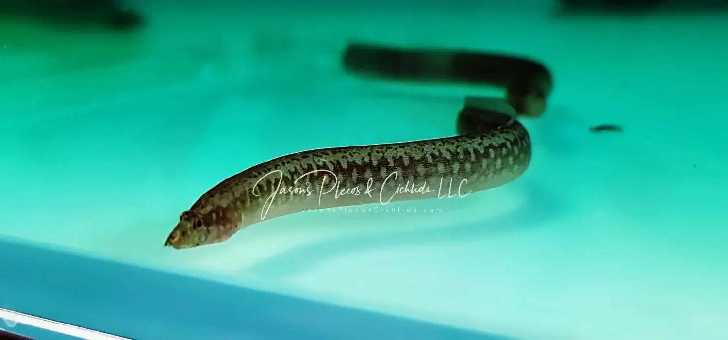 African Starry Night Eel - (Mastacembelus frenatus)