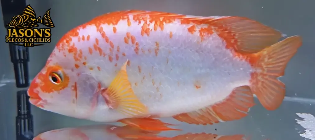 Red Devil Cichlid/Midas Cichlid/Midevil Cichlid - (Amphilophus Citrinellus)