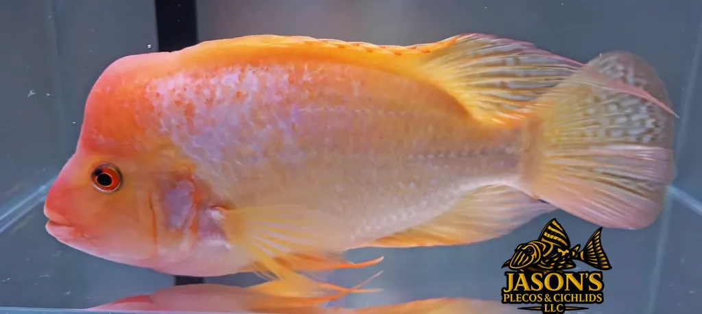 Red Devil Cichlid/Midas Cichlid/Midevil Cichlid - (Amphilophus Citrinellus)