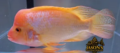 Red Devil Cichlid/Midas Cichlid/Midevil Cichlid - (Amphilophus Citrinellus)