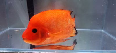 Red Devil Cichlid/Midas Cichlid/Midevil Cichlid - (Amphilophus Citrinellus)