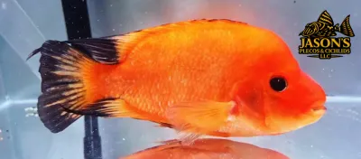 Red Devil Cichlid/Midas Cichlid/Midevil Cichlid - (Amphilophus Citrinellus)