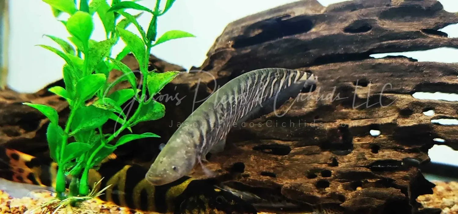 Tiger knifefish - (Gymnotus tigre)