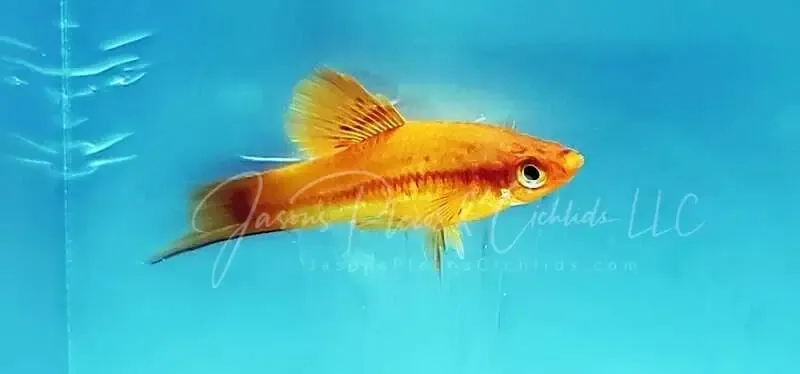 Red Cauliflower Highfin Swordtail - (Xiphophorus helleri)