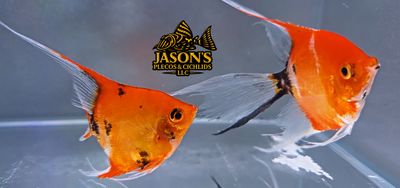 High Coverage Koi Angelfish - (Pterophyllum scalare)Confirmed Breeding Pair