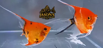 High Coverage Koi Angelfish - (Pterophyllum scalare) Confirmed Breeding Pair