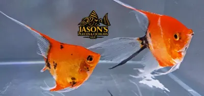 High Coverage Koi Angelfish - (Pterophyllum scalare) Confirmed Breeding Pair