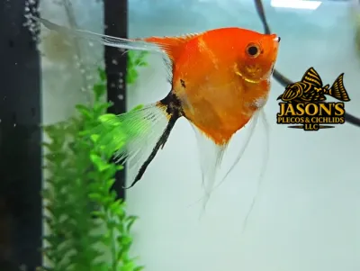 High Coverage Koi Angelfish - (Pterophyllum scalare)