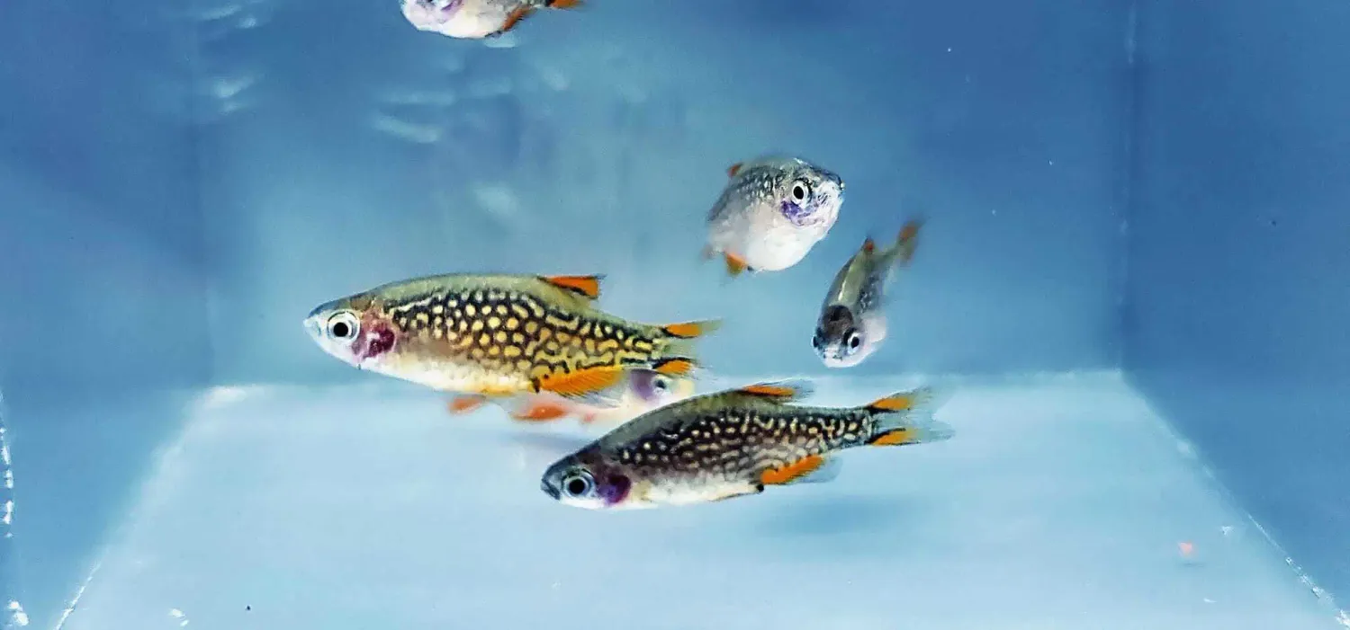 Celestial Pearl Danio/Galaxy Rasbora - (Danio margaritatus)