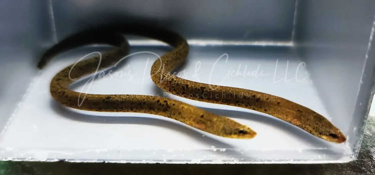 Spotted Swamp Eel - (Synbranchus marmoratus)