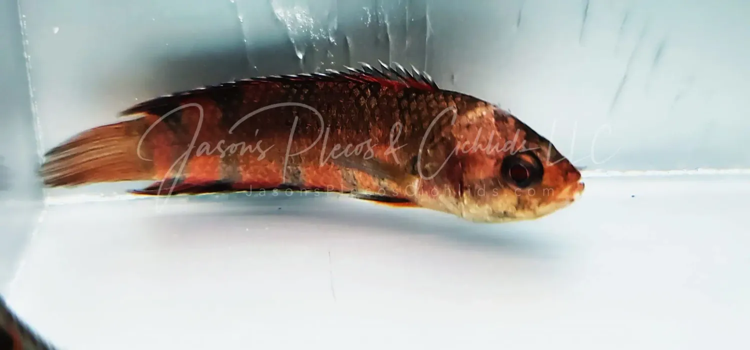 Ornate ctenopoma - (Microctenopoma ansorgii)