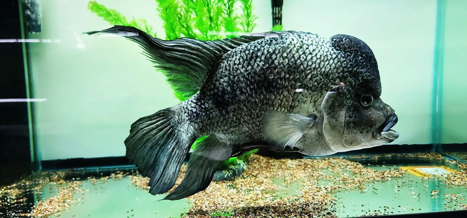 Black Nasty Cichlid/Haitian Cichlid/Odo Cichlid - (Nandopsis haitiensis)