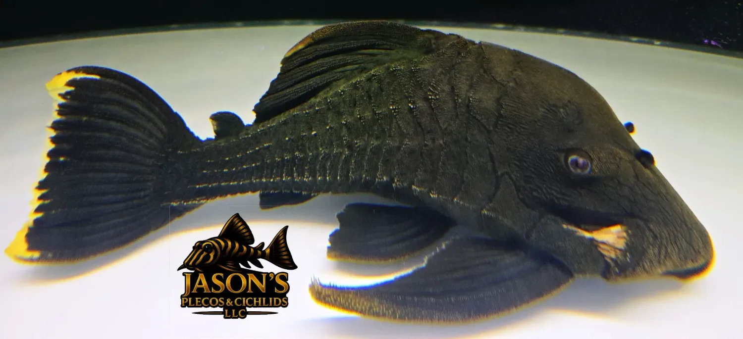 L191 Dull Eyed Royal Pleco - (Panaque sp.)