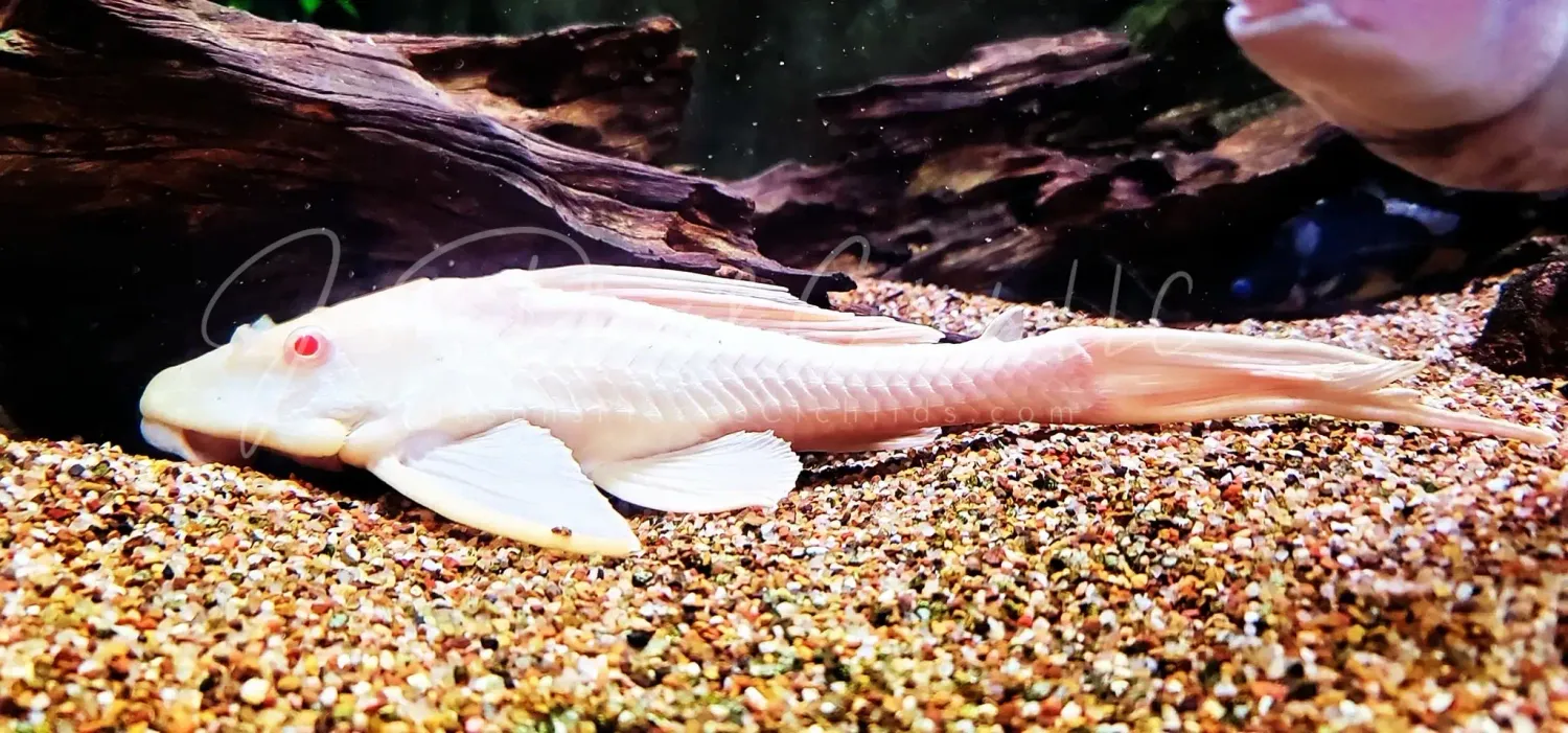 L165 Albino Sail Fin Pleco - (Pterygoplichthys gibbiceps)