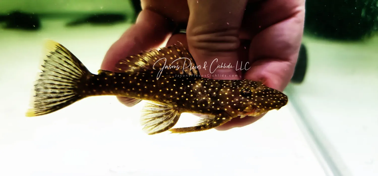 L017 Wolverine Pleco - (Hopliancistrus wolverine)