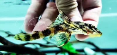 L052 Butterfly Pleco - (Dekeyseria picta)
