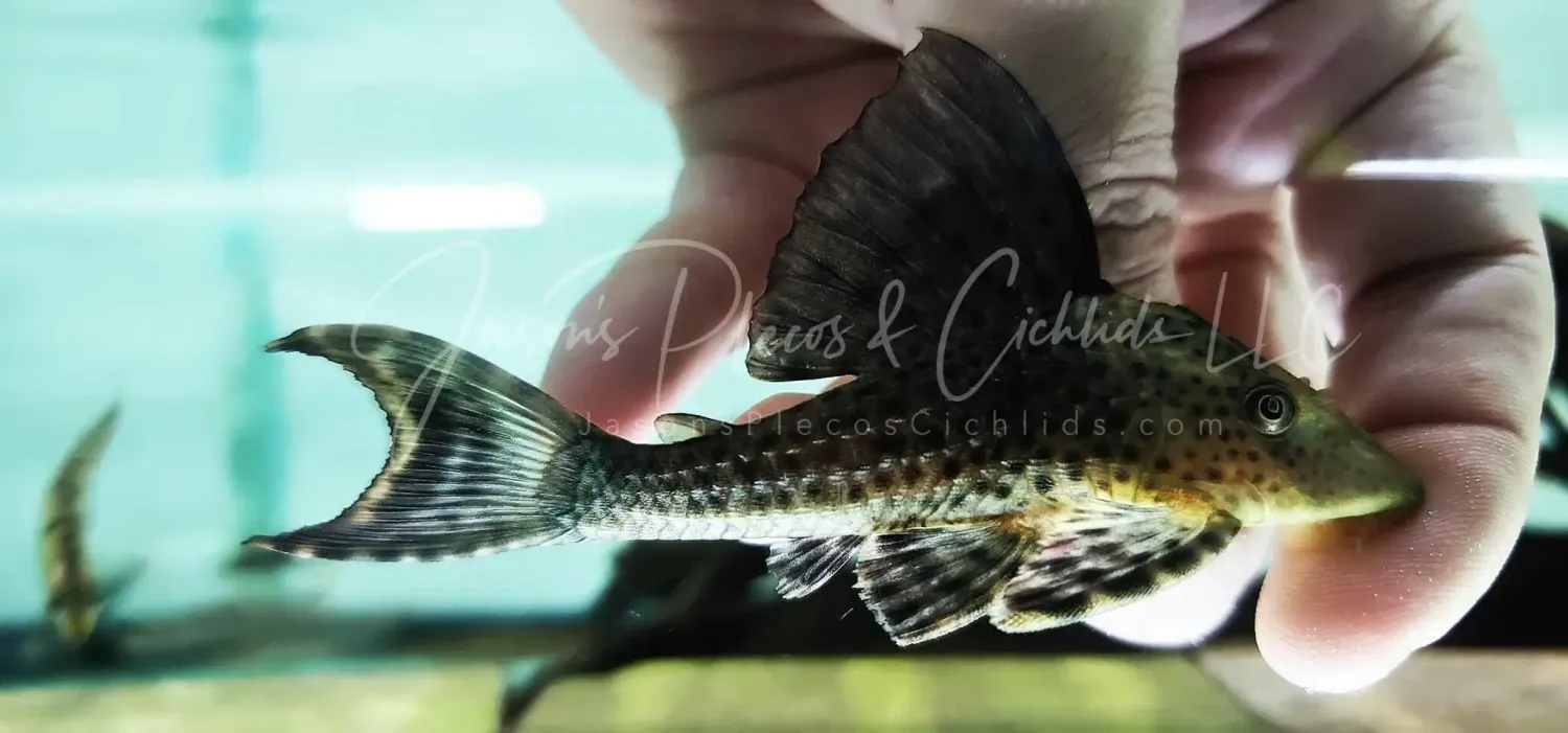 L229 Bleached Pleco - (Hypostomus sp.)