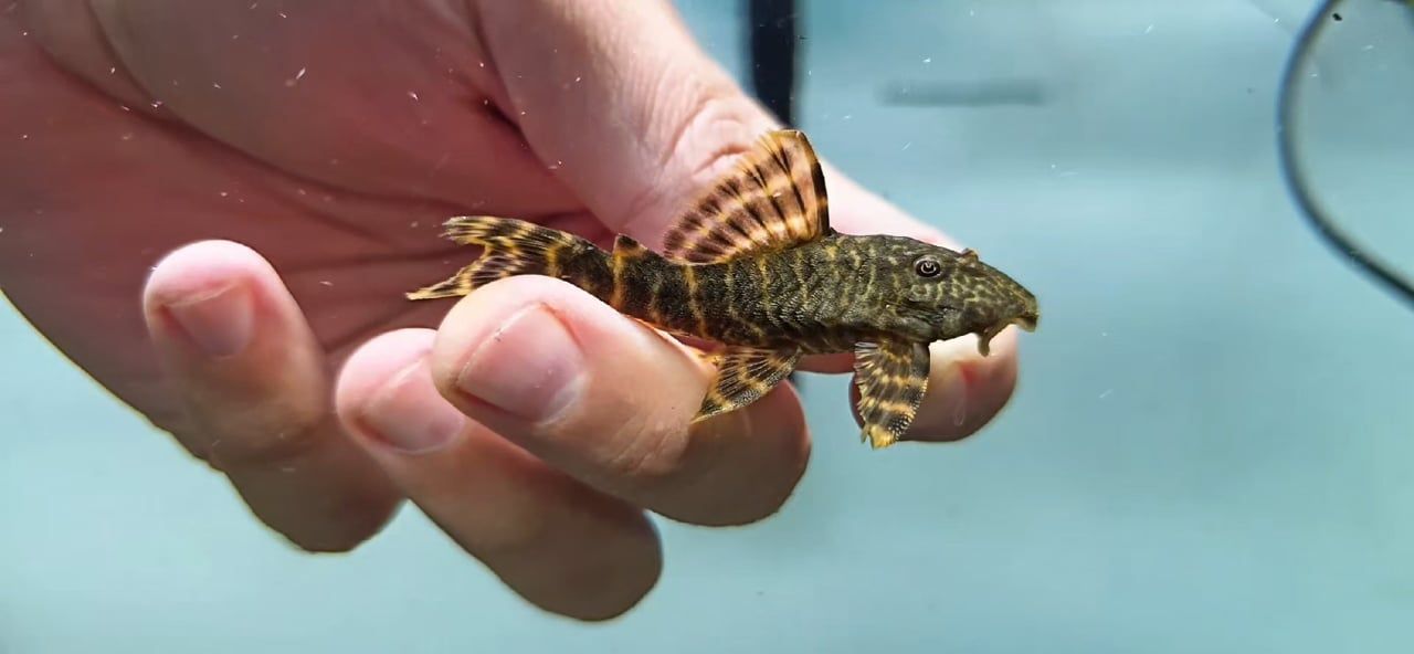 L104 Clown Pleco - (Panaqolus maccus)