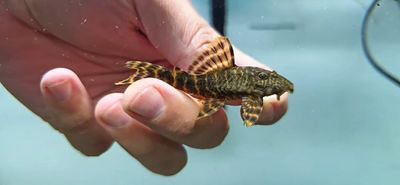 L104 Clown Pleco - (Panaqolus maccus)