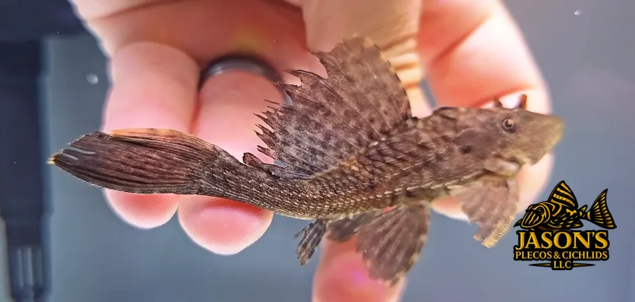 L196 Fatamorgana Pleco - (Pterygoplichthys lituratus)