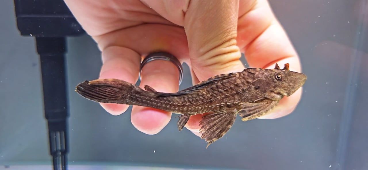 L196 Fatamorgana Pleco - (Pterygoplichthys lituratus)