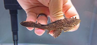 L196 Fatamorgana Pleco - (Pterygoplichthys lituratus)