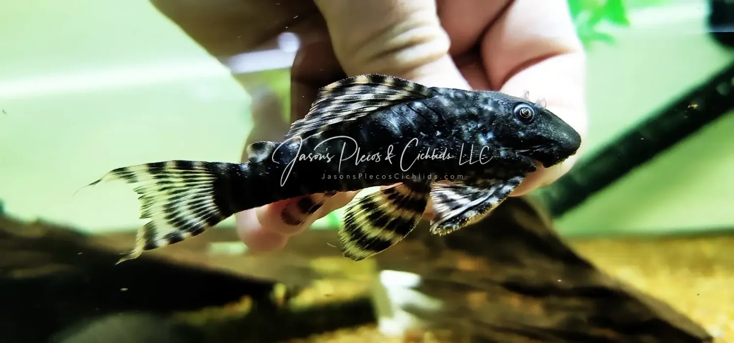 L226 Iquitos Tiger Pleco - (Panaqolus changae)