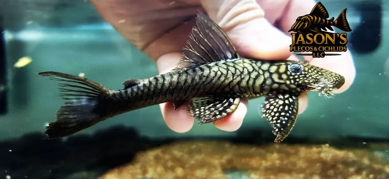 L322 Mosaic Halffin Pleco - (Lasiancistrus saetiger)