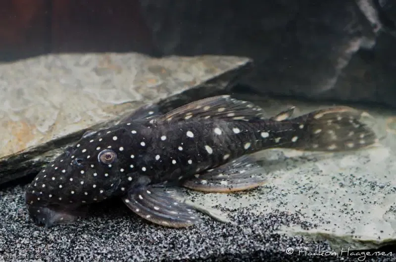 L326 Supernova Galaxy Pleco - (Leporacanthicus sp.)