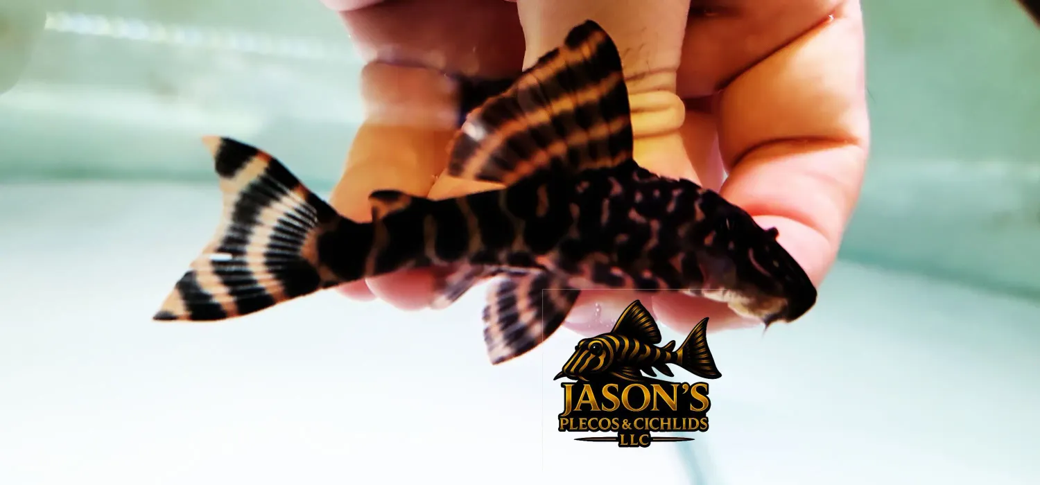 L390 Giraffe Pleco - (Hypostomus peckoltoides)