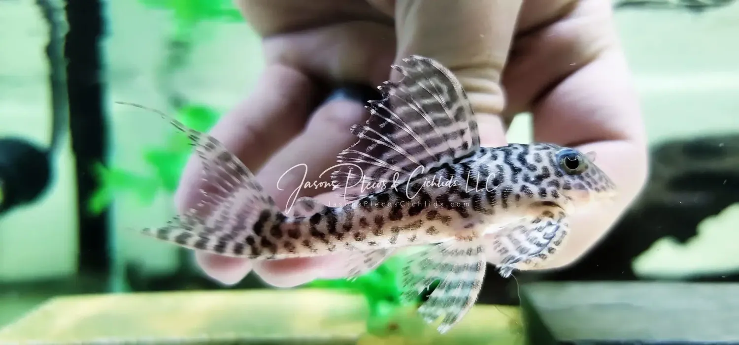 L400 Decorated Zebra Pleco - (Hypancistrus Seideli)