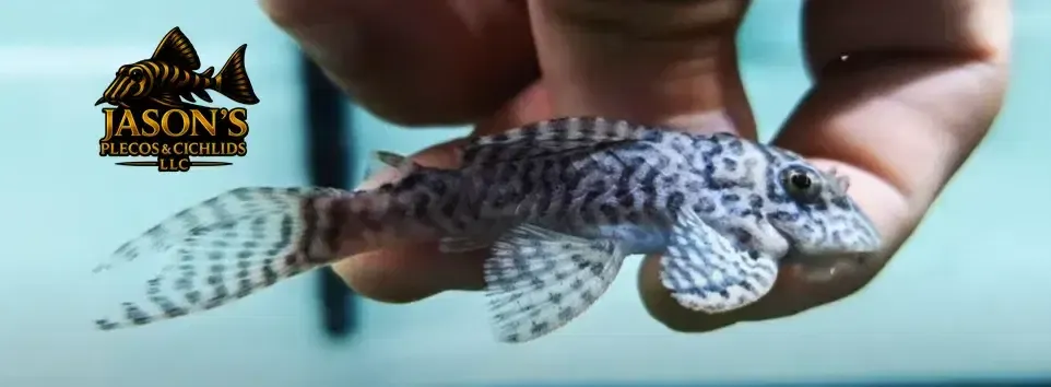 L333 King Tiger Pleco/Maze Zebra Pleco - (Hypancistrus Seideli)