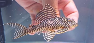 L333 King Tiger Pleco/Maze Zebra Pleco - (Hypancistrus Seideli)