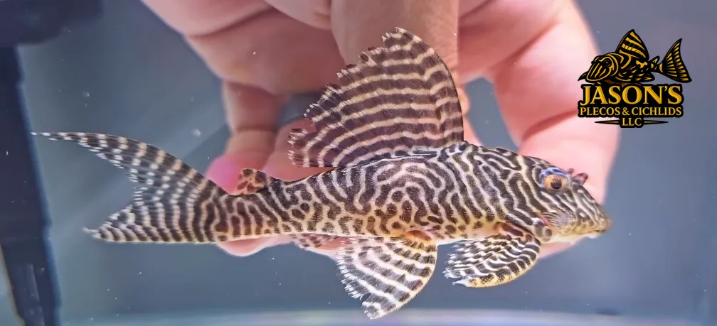L333 King Tiger Pleco/Maze Zebra Pleco - (Hypancistrus Seideli)