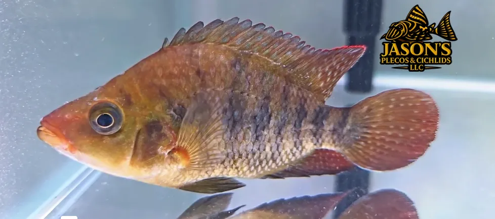 Red Terror Cichlid/Festae Cichlid - (Mesoheros festae)