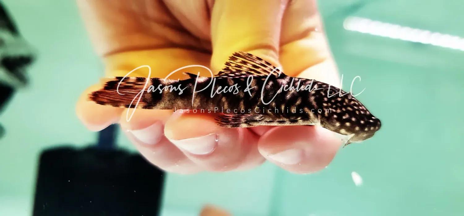 L455 Ornate Rubbernose - (Chaetostoma Sacramento)