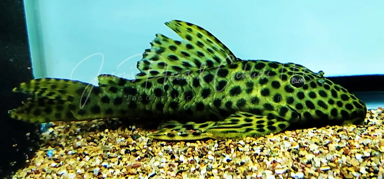 L233 - (Hypostomus fuscomaculatus)