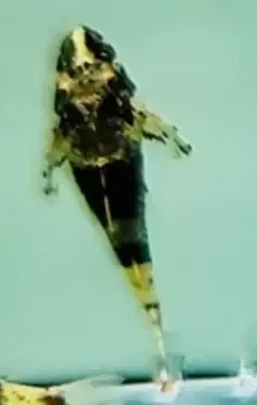 Bumble Bee Otocinclus - (Rhinotocinclus isabelae)