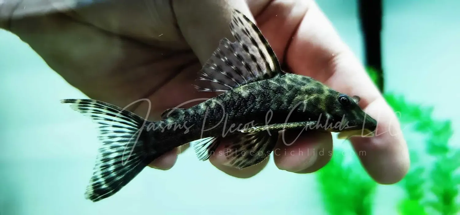 L146 Bola Pleco - (Peckoltichthys bachi)