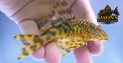 LDA078 Purus Tiger Pleco - (Peckoltia brevis)