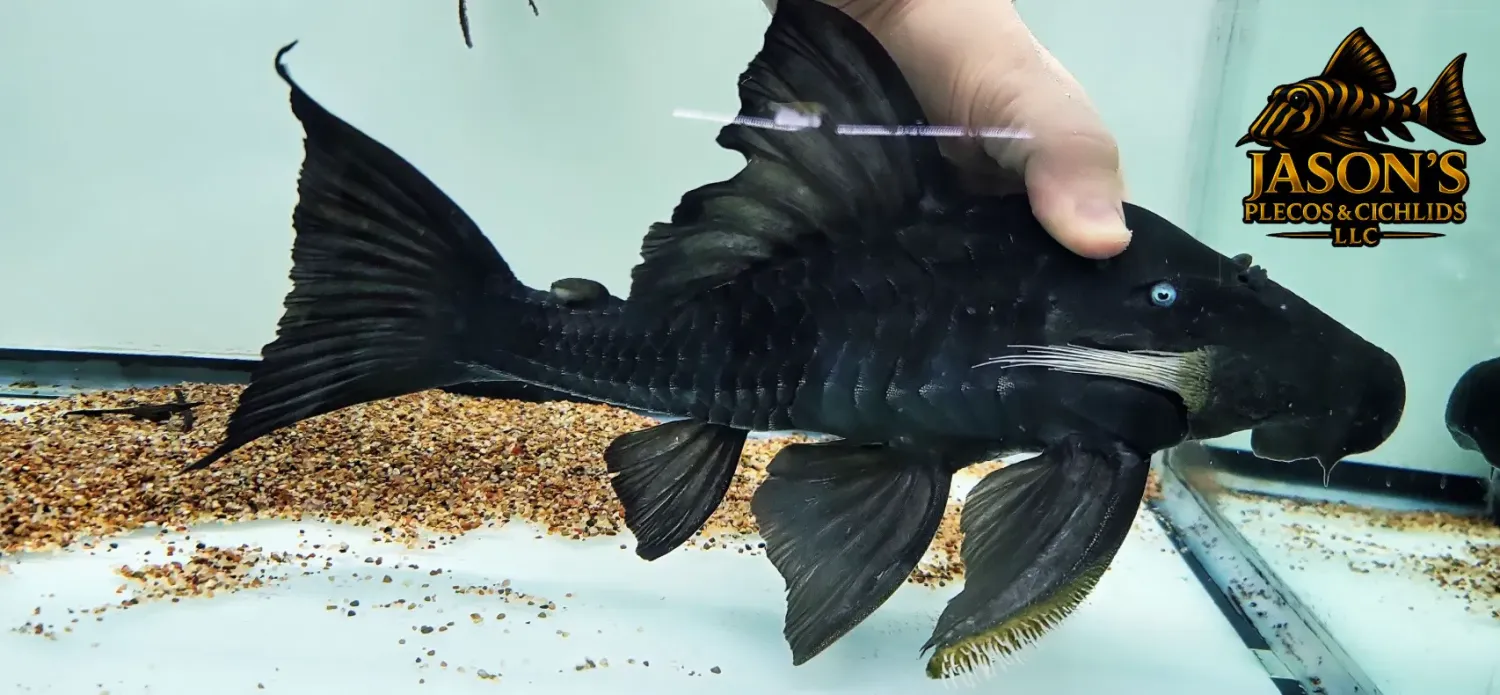 Blue Eyed Royal Pleco - (Panaque cochliodon)